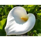 ZANTEDESCHIA aethiopica ZANTEDESCHIA aethiopica