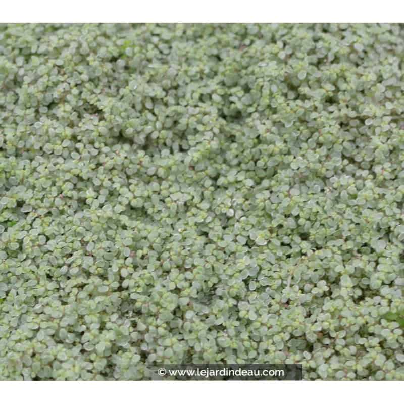 SOLEIROLIA soleirolii 'Argentea' SOLEIROLIA soleirolii 'Argentea'