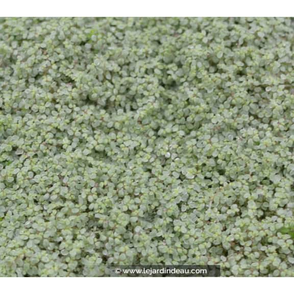 SOLEIROLIA soleirolii 'Argentea'