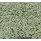 SOLEIROLIA soleirolii 'Argentea' SOLEIROLIA soleirolii 'Argentea'