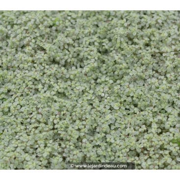 SOLEIROLIA soleirolii \'Argentea\' - Helxine vert argenté