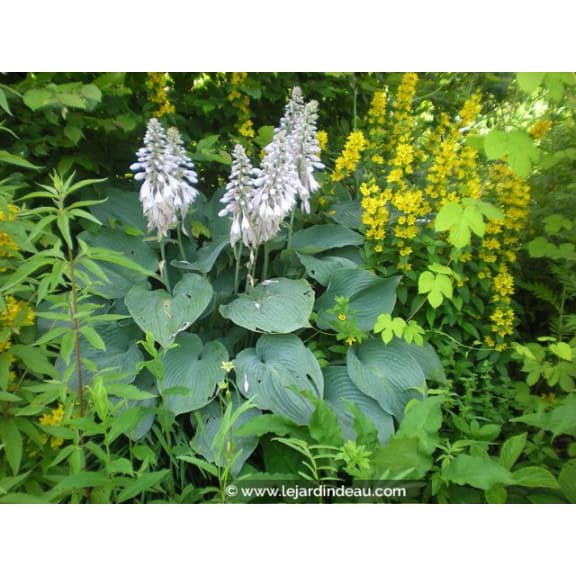 HOSTA sieboldiana 'Elegans'