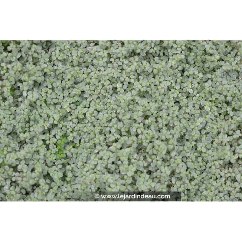 SOLEIROLIA soleirolii 'Argentea' SOLEIROLIA soleirolii 'Argentea'