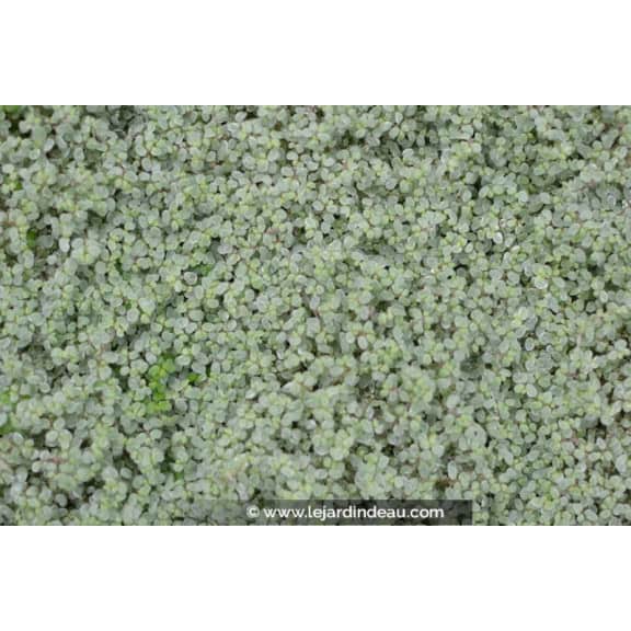 SOLEIROLIA soleirolii 'Argentea'