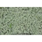 SOLEIROLIA soleirolii 'Argentea' SOLEIROLIA soleirolii 'Argentea'