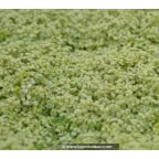 SOLEIROLIA soleirolii 'Aurea' SOLEIROLIA soleirolii 'Aurea'