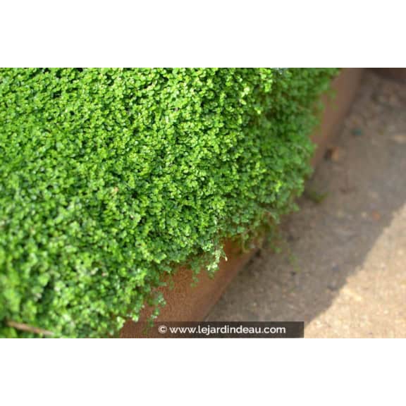 SOLEIROLIA soleirolii