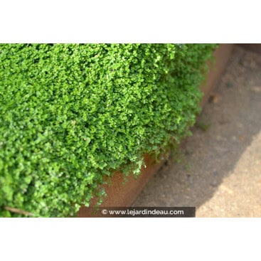 SOLEIROLIA soleirolii - Helxine