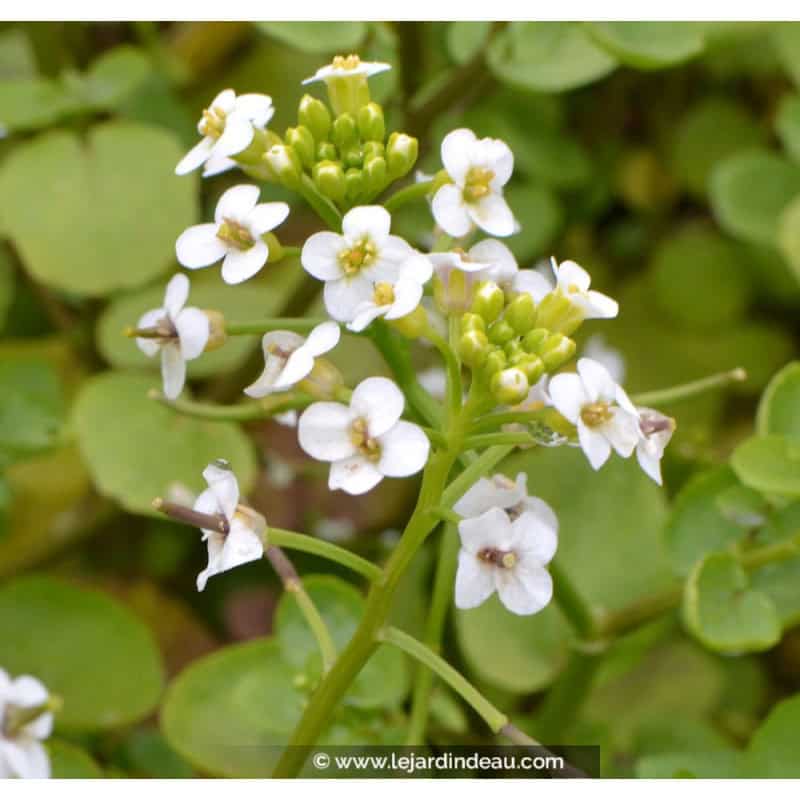 NASTURTIUM officinale NASTURTIUM officinale