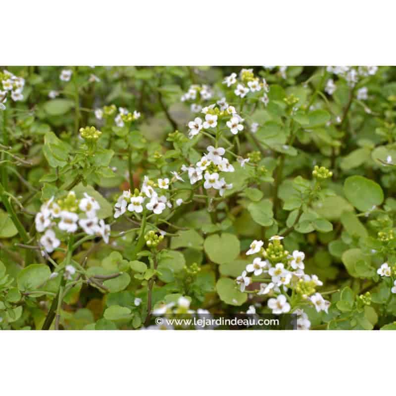 NASTURTIUM officinale NASTURTIUM officinale