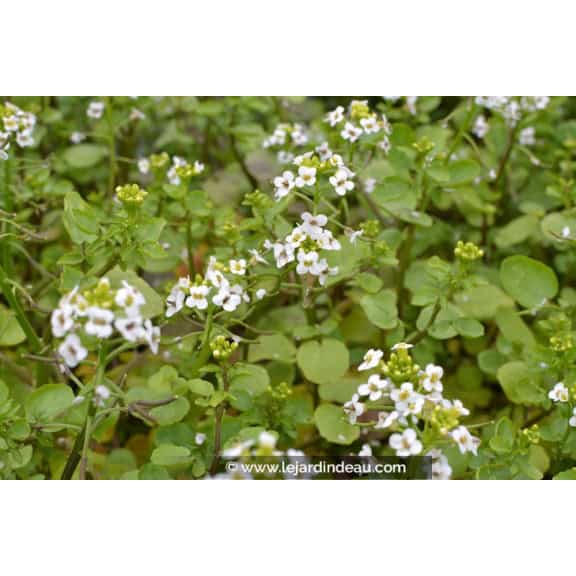 NASTURTIUM officinale