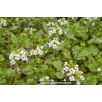 NASTURTIUM officinale NASTURTIUM officinale