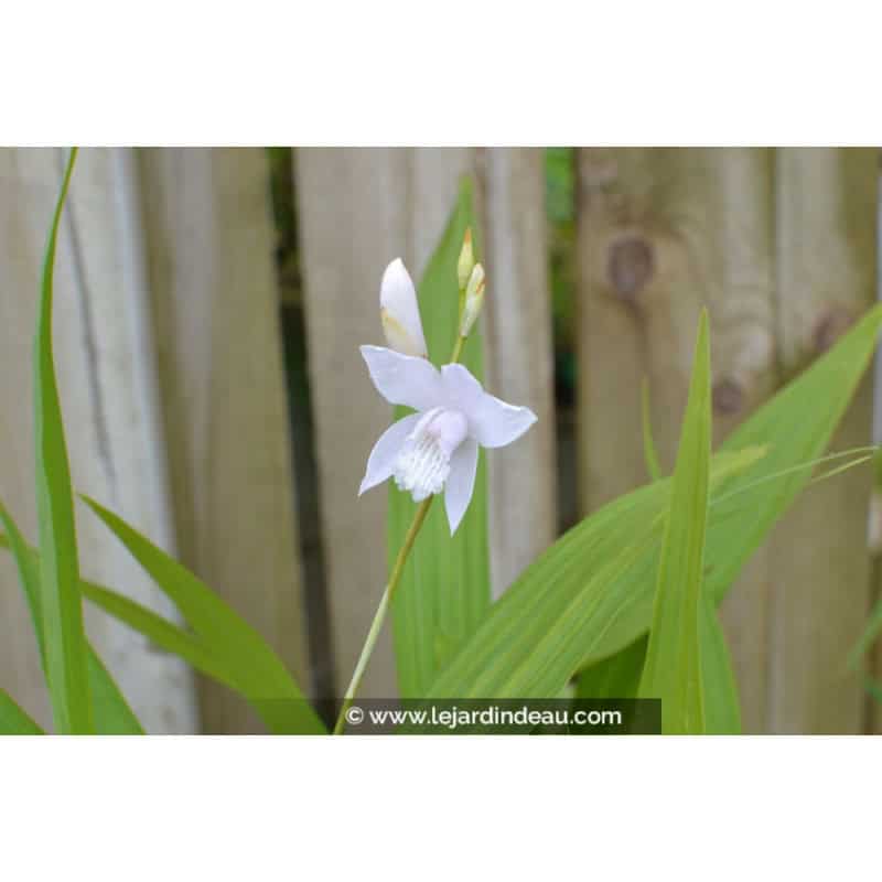 BLETILLA striata 'Alba' BLETILLA striata 'Alba'