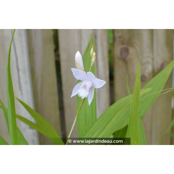 BLETILLA striata 'Alba'