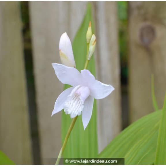 BLETILLA striata 'Alba'