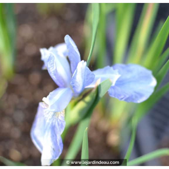 IRIS sibirica (de semis)
