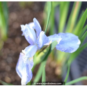 IRIS sibirica - Iris de Sibérie