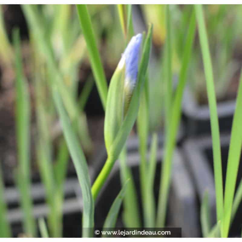 IRIS sibirica (de semis) IRIS sibirica (de semis)