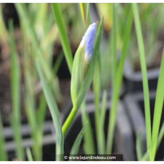 IRIS sibirica (de semis)