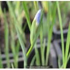 IRIS sibirica (de semis) IRIS sibirica (de semis)