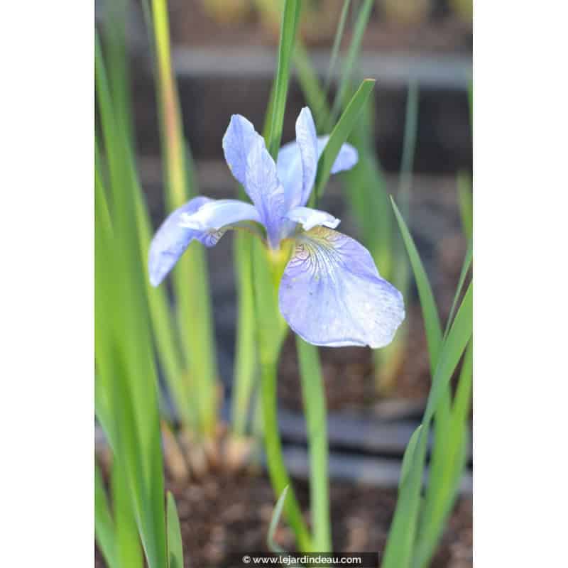 IRIS sibirica (de semis) IRIS sibirica (de semis)