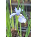 IRIS sibirica (de semis) IRIS sibirica (de semis)