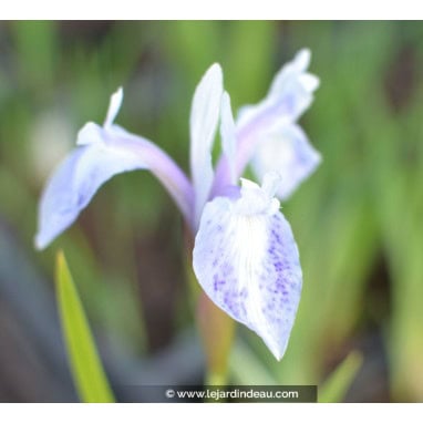 IRIS laevigata \'Mottled Beauty\' - Iris des rives, Iris des marais japonais