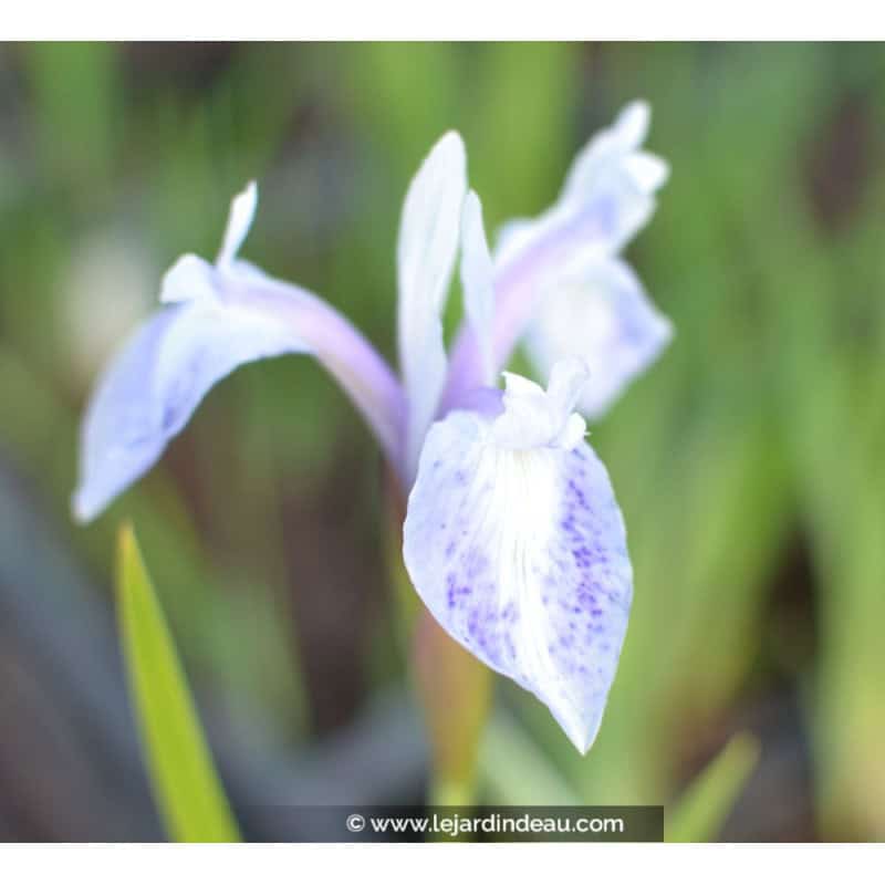 IRIS laevigata 'Mottled Beauty' IRIS laevigata 'Mottled Beauty'