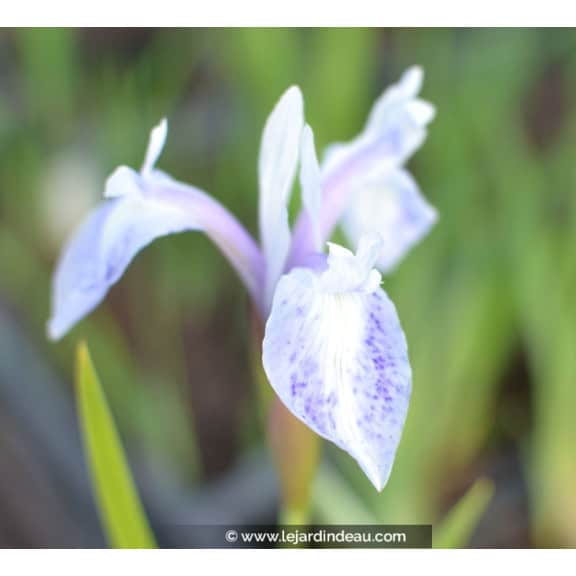 IRIS laevigata 'Mottled Beauty'