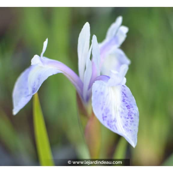 IRIS laevigata 'Mottled Beauty'