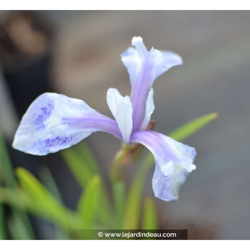 IRIS laevigata 'Mottled Beauty' IRIS laevigata 'Mottled Beauty'