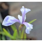 IRIS laevigata 'Mottled Beauty' IRIS laevigata 'Mottled Beauty'