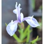 IRIS laevigata 'Mottled Beauty' IRIS laevigata 'Mottled Beauty'