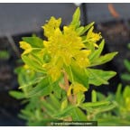 EUPHORBIA palustris EUPHORBIA palustris