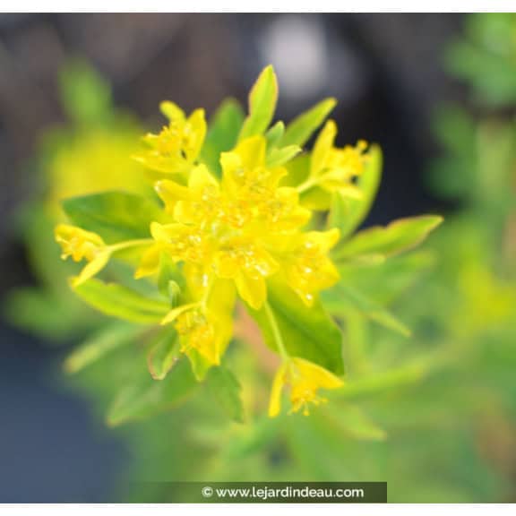 EUPHORBIA palustris
