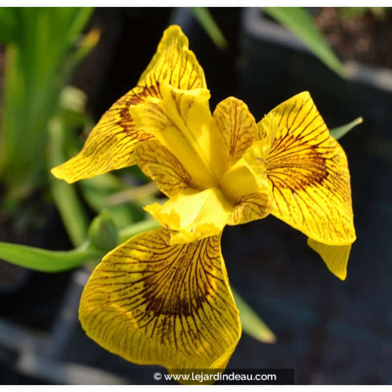 IRIS pseudacorus 'Roy Davidson' IRIS pseudacorus 'Roy Davidson'