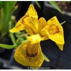 IRIS pseudacorus 'Roy Davidson' IRIS pseudacorus 'Roy Davidson'