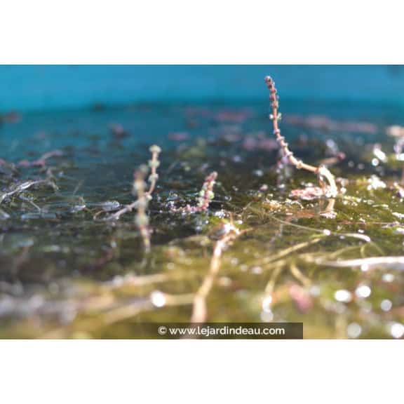 MYRIOPHYLLUM spicatum