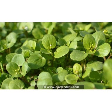 NASTURTIUM officinale - Cresson de fontaine