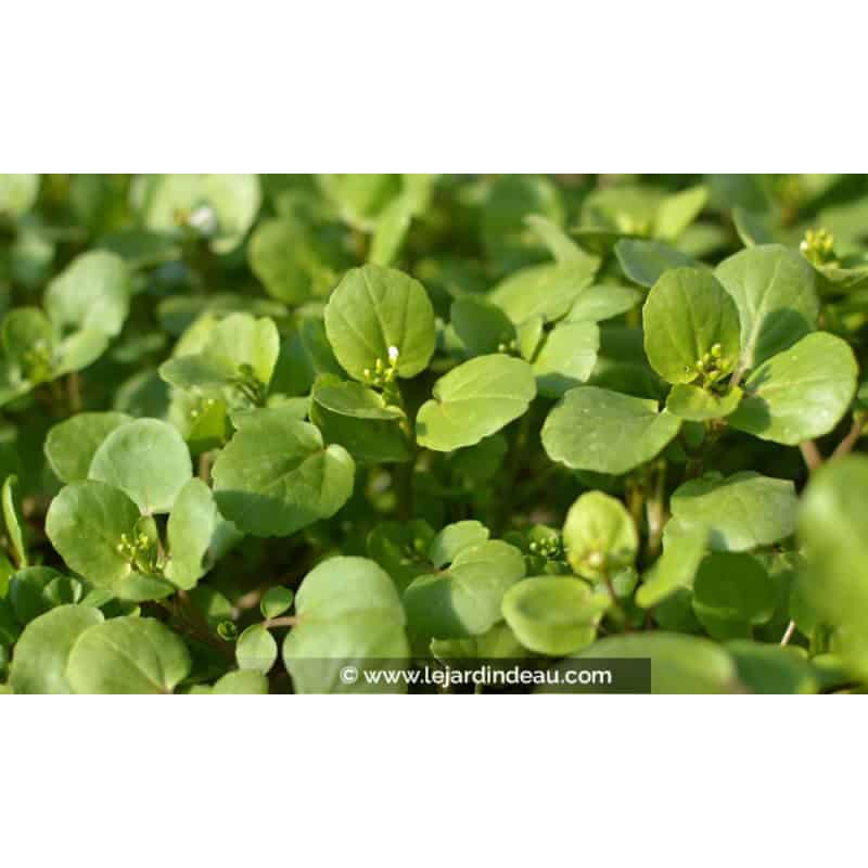 NASTURTIUM officinale NASTURTIUM officinale
