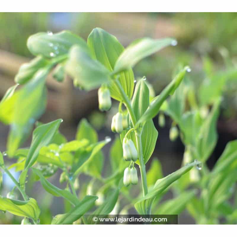 POLYGONATUM multiflorum f. giganteum POLYGONATUM multiflorum f. giganteum