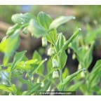 POLYGONATUM multiflorum f. giganteum POLYGONATUM multiflorum f. giganteum