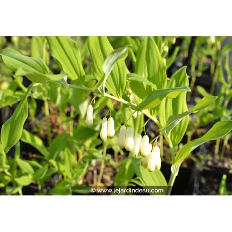 POLYGONATUM multiflorum f. giganteum POLYGONATUM multiflorum f. giganteum