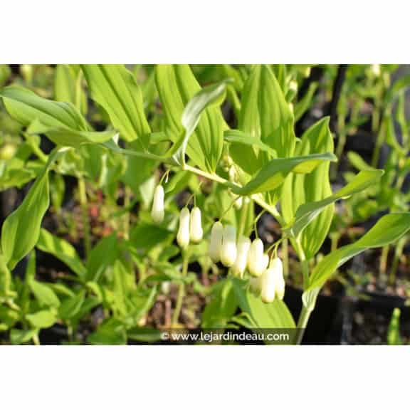 POLYGONATUM multiflorum f. giganteum