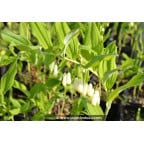 POLYGONATUM multiflorum f. giganteum POLYGONATUM multiflorum f. giganteum