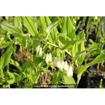 POLYGONATUM multiflorum f. giganteum - Sceau de Salomon / Common Solomon\'s-Seal