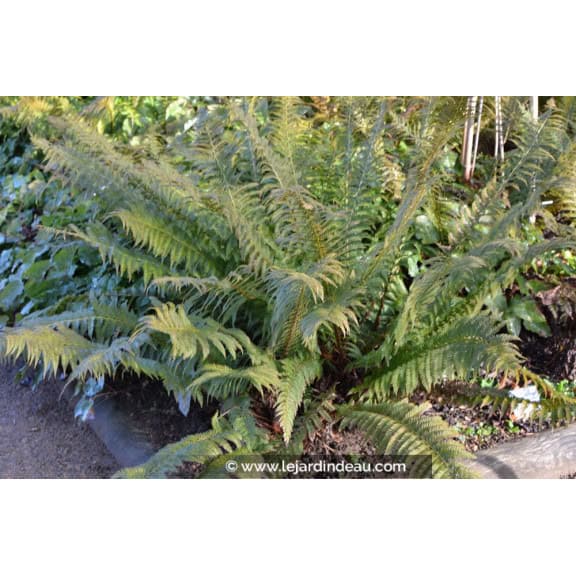 POLYSTICHUM munitum