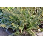POLYSTICHUM munitum POLYSTICHUM munitum