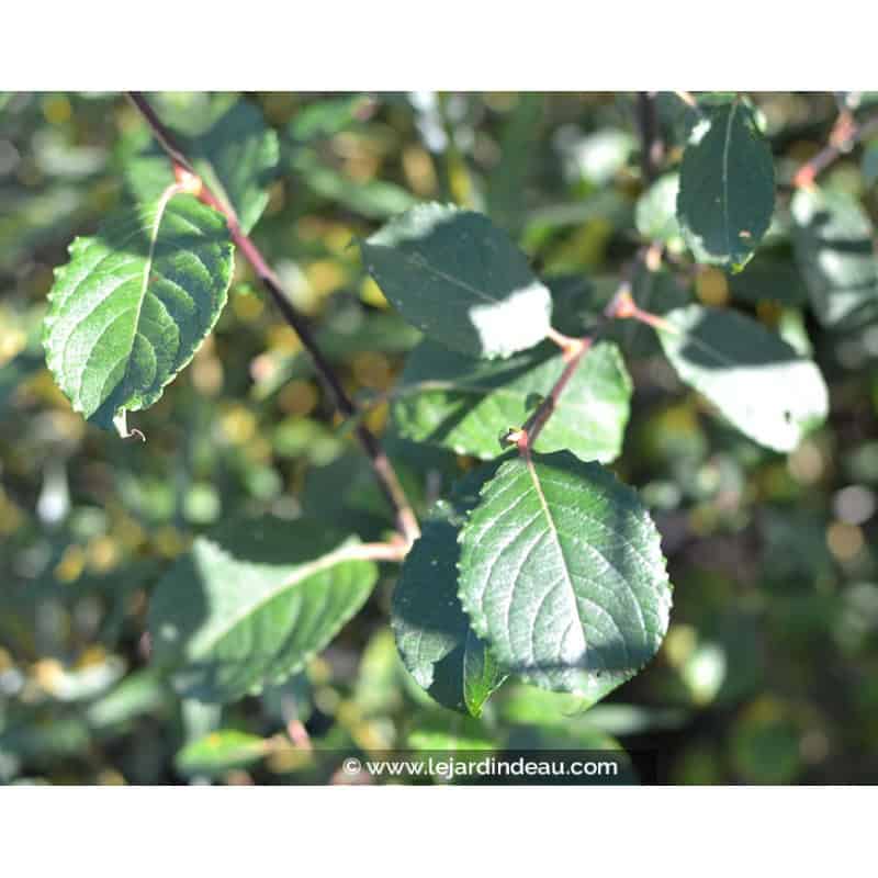 SALIX caprea SALIX caprea