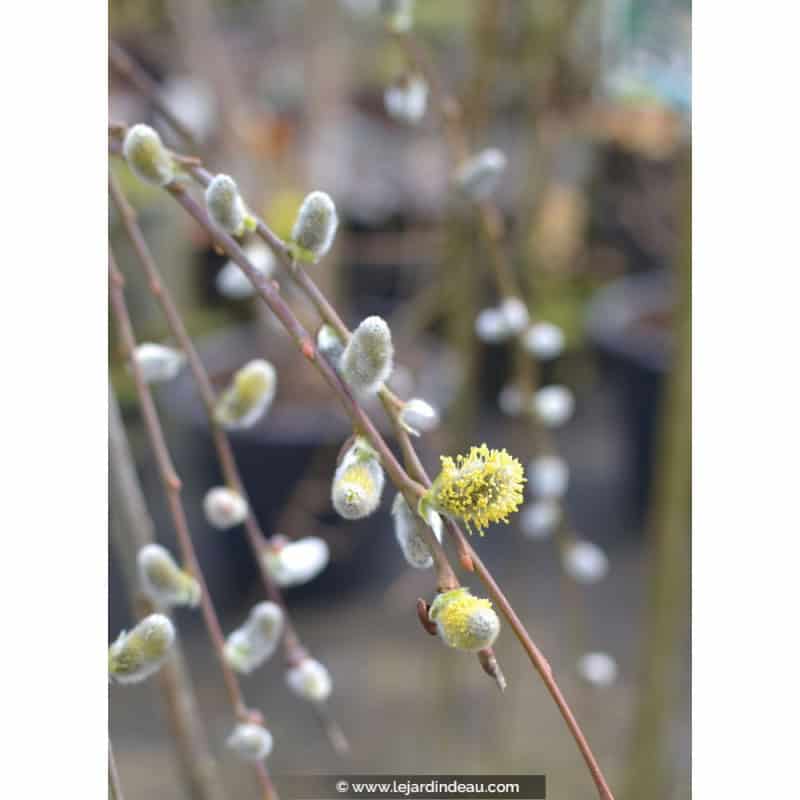 SALIX caprea SALIX caprea